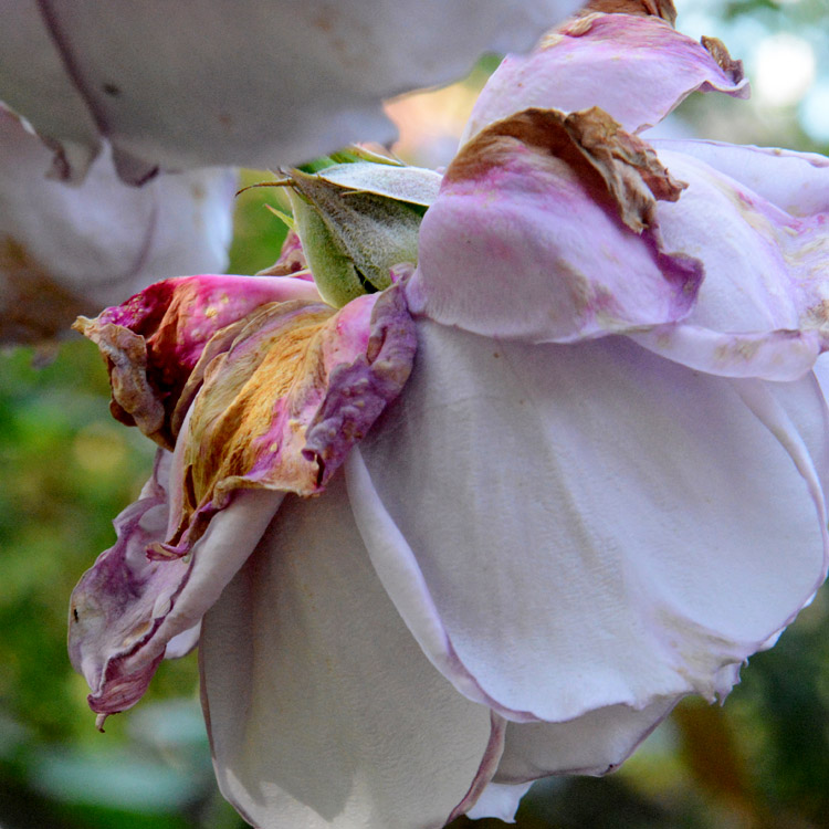 Elke Pilmaier Gartengestaltung