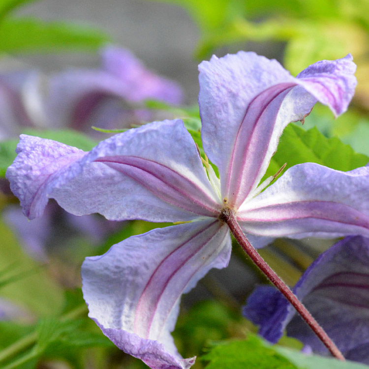 Elke Pilmaier Gartengestaltung