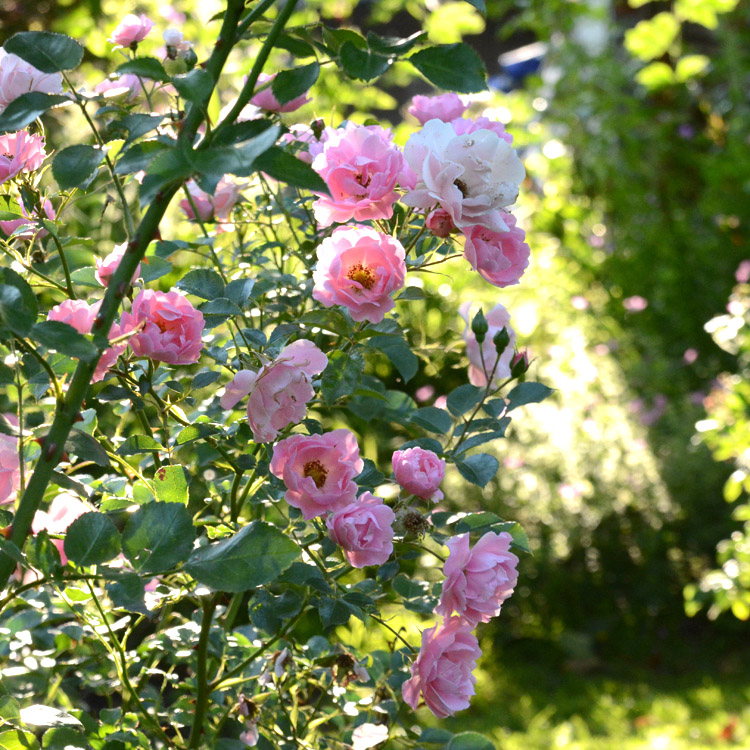Elke Pilmaier Gartengestaltung