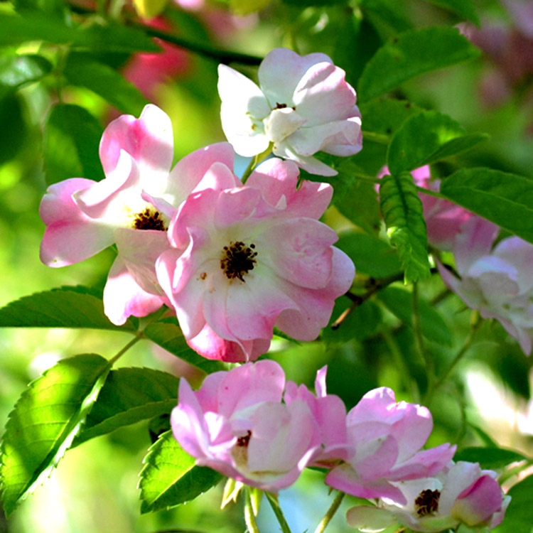 Elke Pilmaier Gartengestaltung