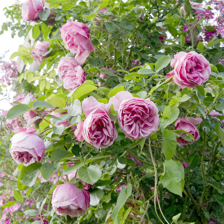 Elke Pilmaier Gartengestaltung