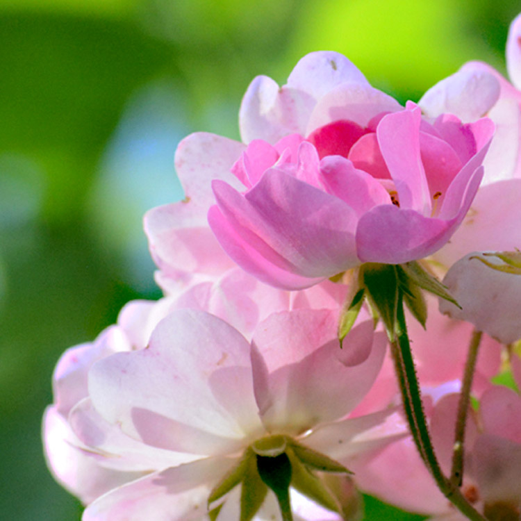 Elke Pilmaier Gartengestaltung