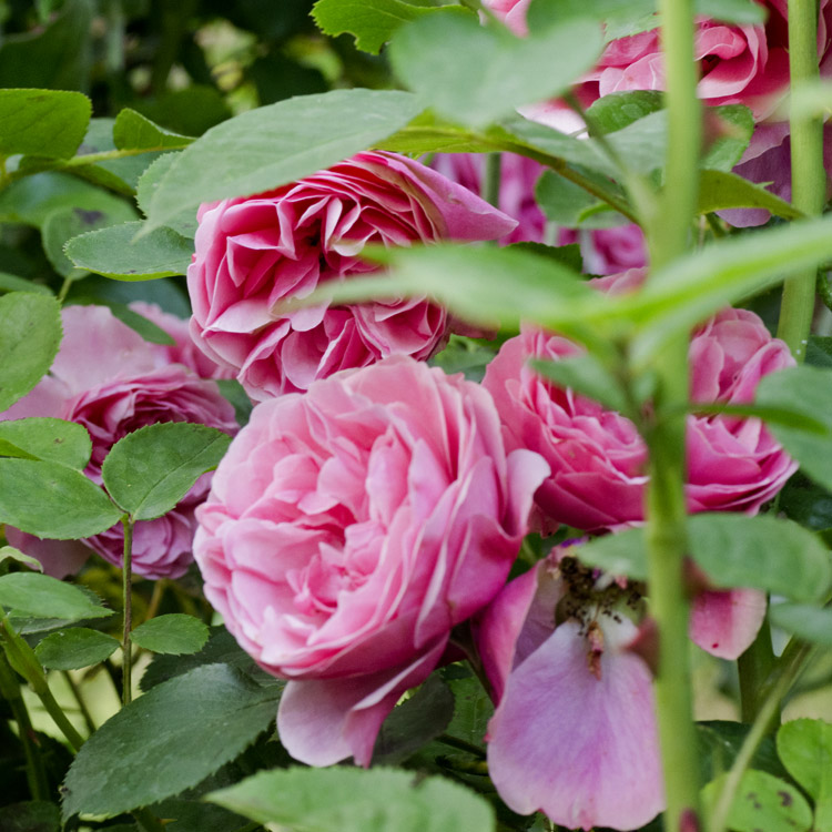 Elke Pilmaier Gartengestaltung