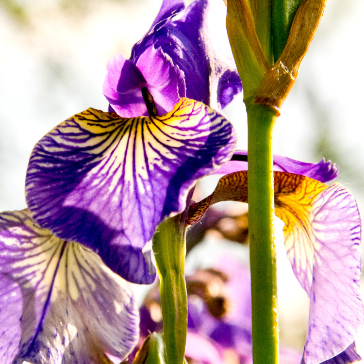 Elke Pilmaier Gartengestaltung