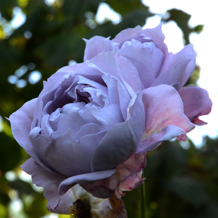 Elke Pilmaier Gartengestaltung