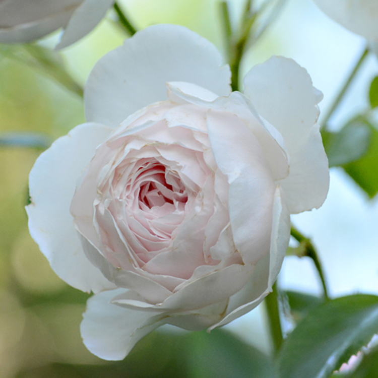 Elke Pilmaier Gartengestaltung