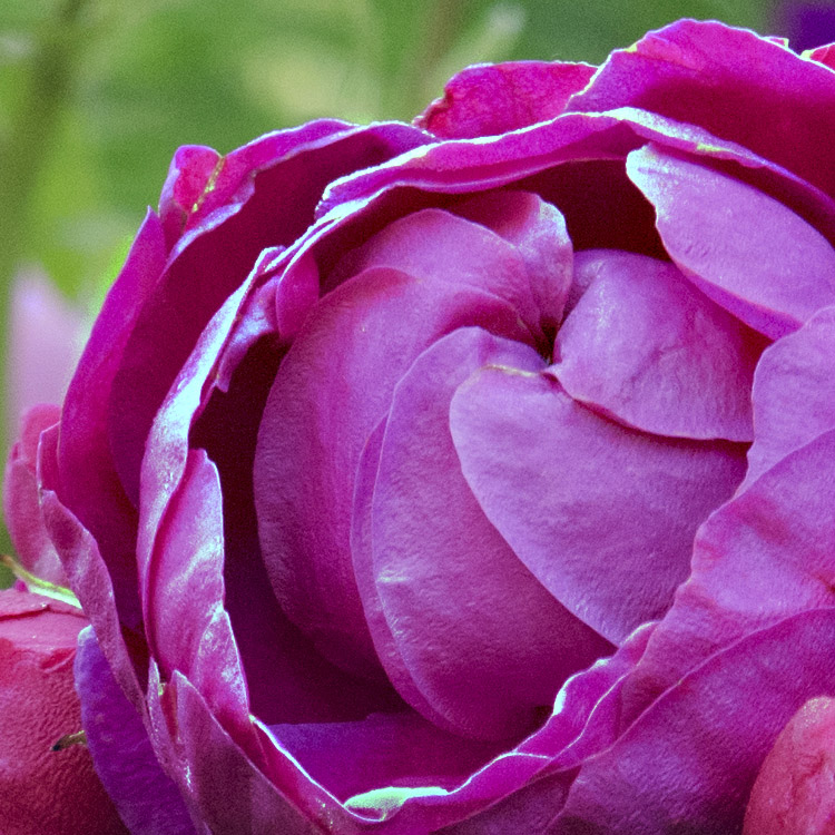 Elke Pilmaier Gartengestaltung