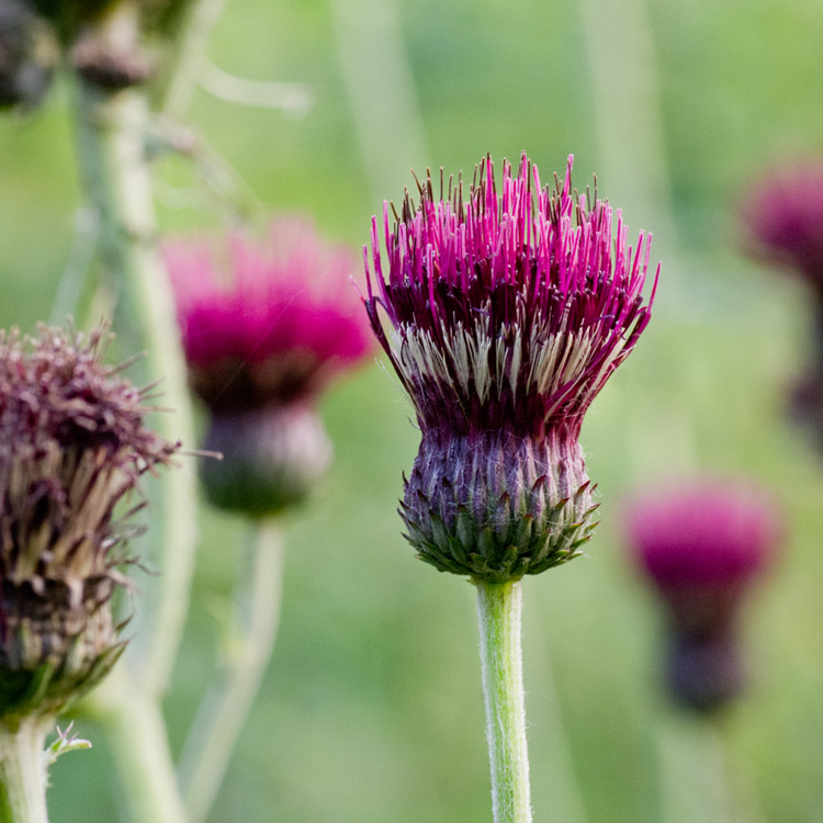 Elke Pilmaier Gartengestaltung