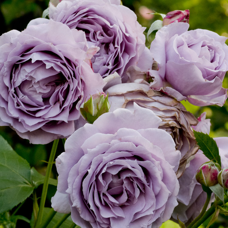 Elke Pilmaier Gartengestaltung