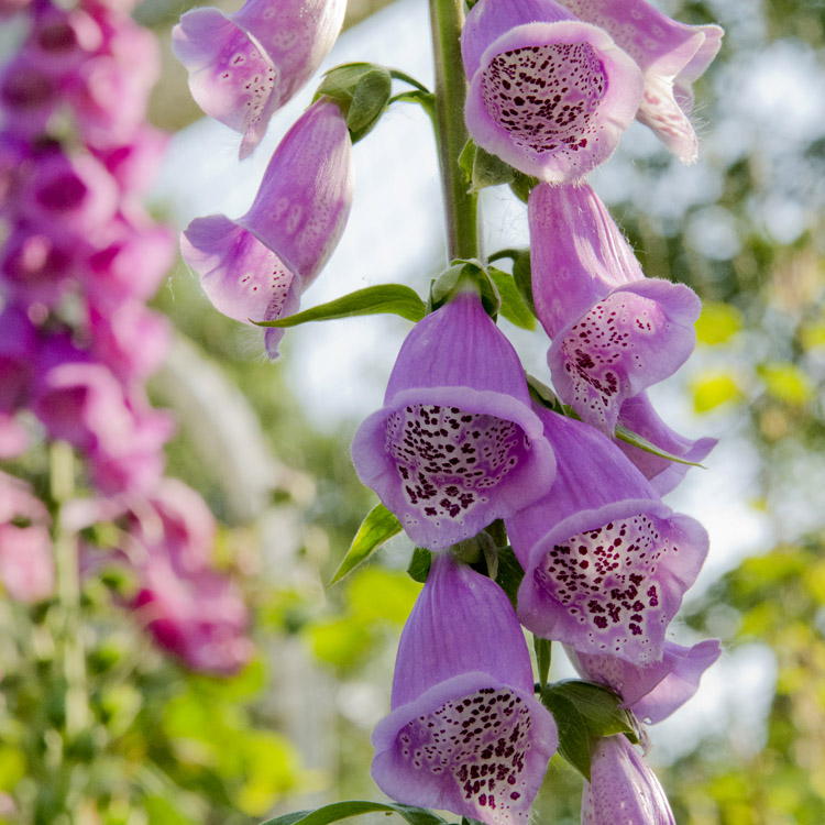 Elke Pilmaier Gartengestaltung