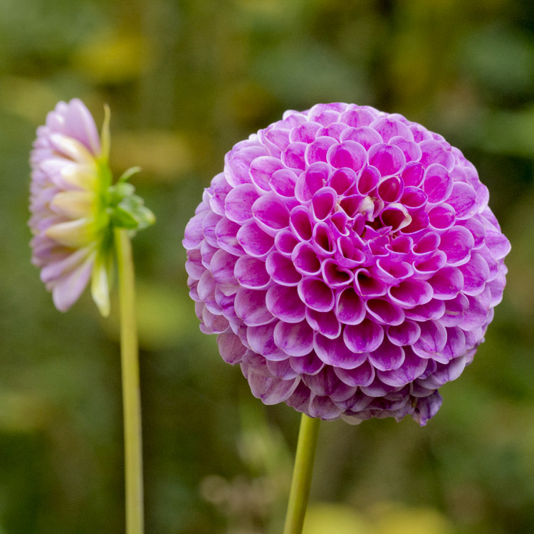 Elke Pilmaier Gartengestaltung
