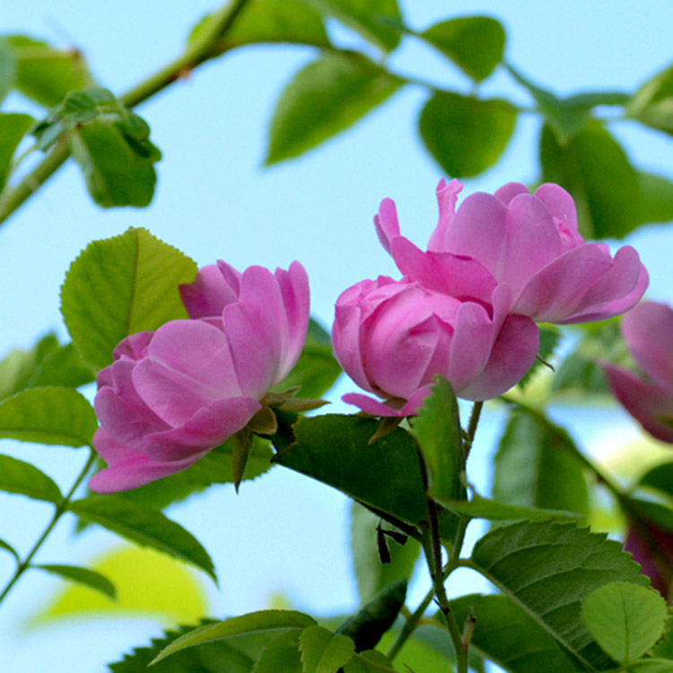Elke Pilmaier Gartengestaltung