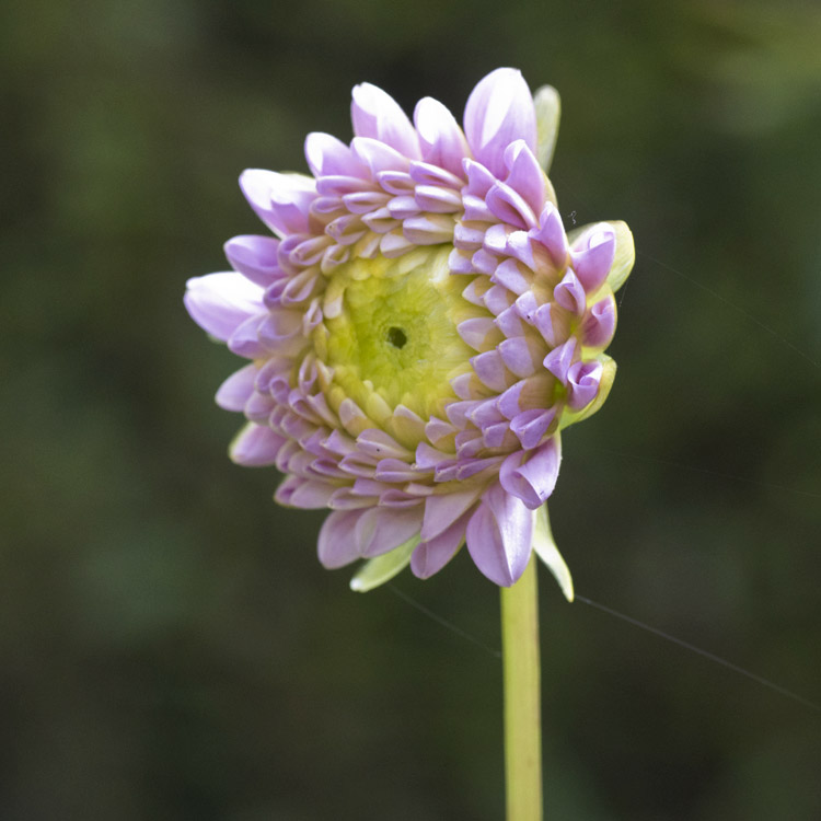 Elke Pilmaier Gartengestaltung
