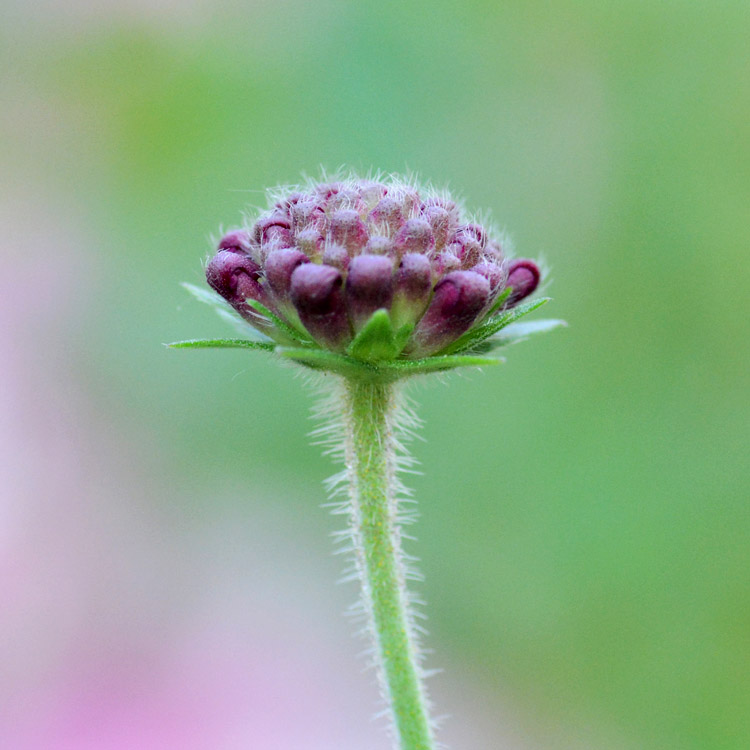 Elke Pilmaier Gartengestaltung