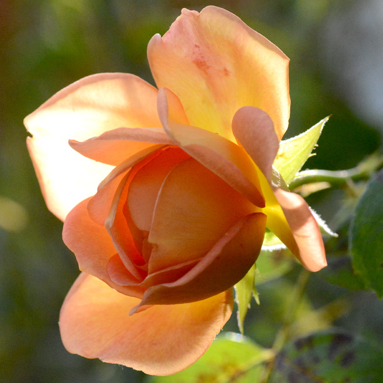 Elke Pilmaier Gartengestaltung