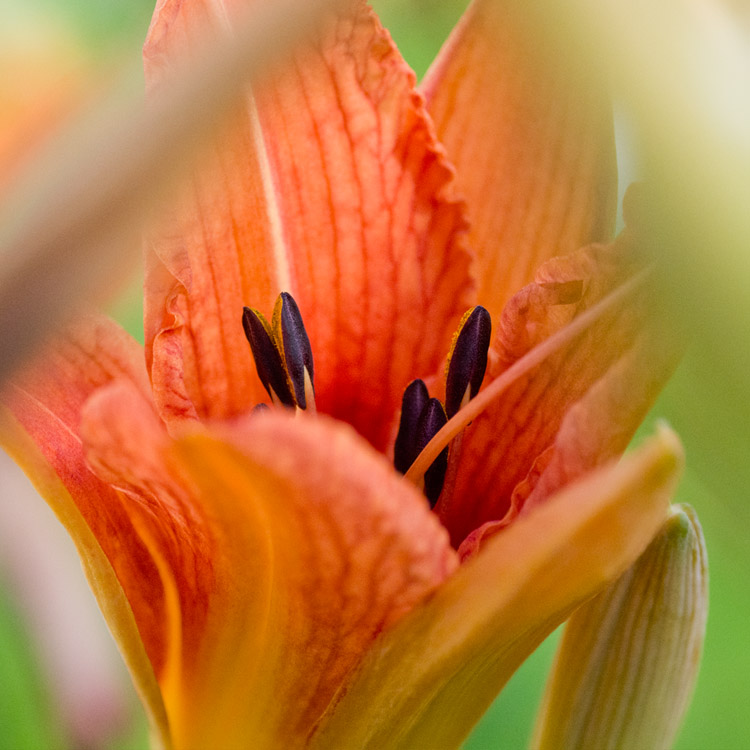 Elke Pilmaier Gartengestaltung