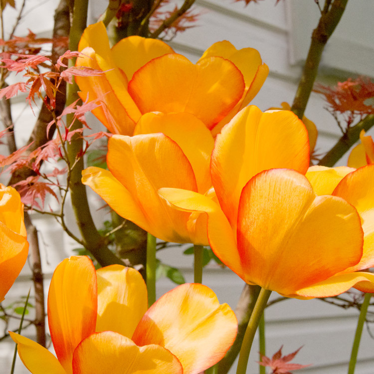 Elke Pilmaier Gartengestaltung