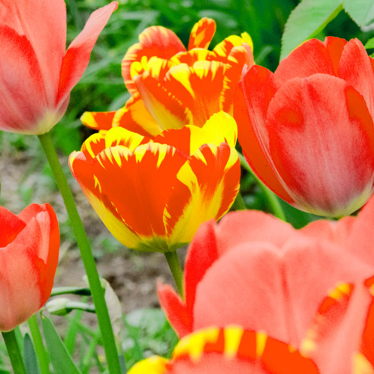 Elke Pilmaier Gartengestaltung