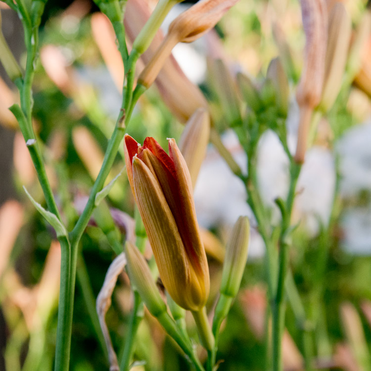 Elke Pilmaier Gartengestaltung