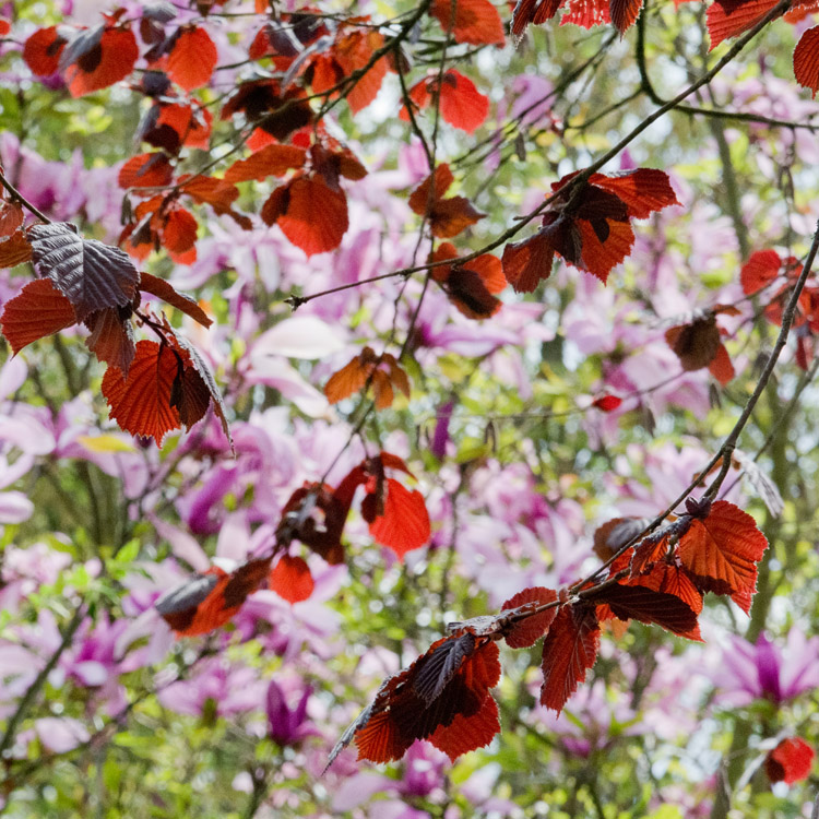 Elke Pilmaier Gartengestaltung