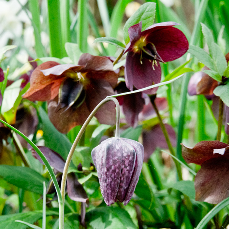 Elke Pilmaier Gartengestaltung