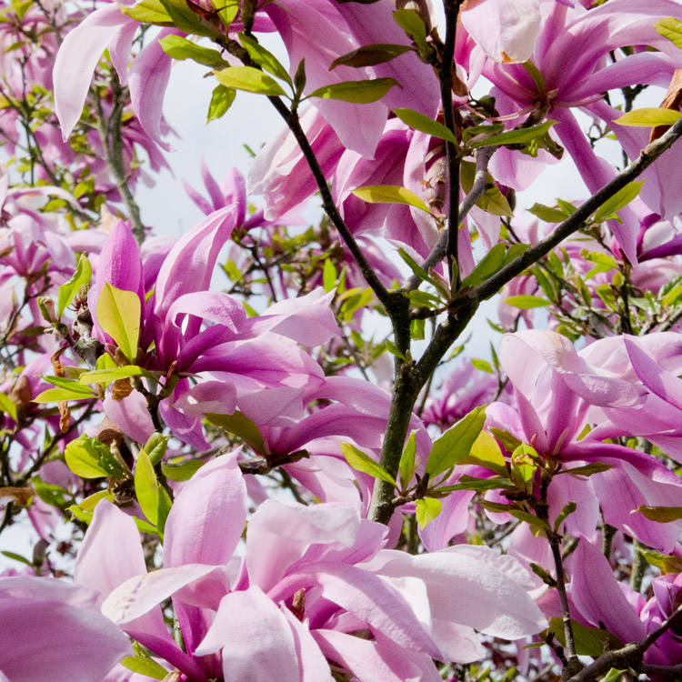 Elke Pilmaier Gartengestaltung