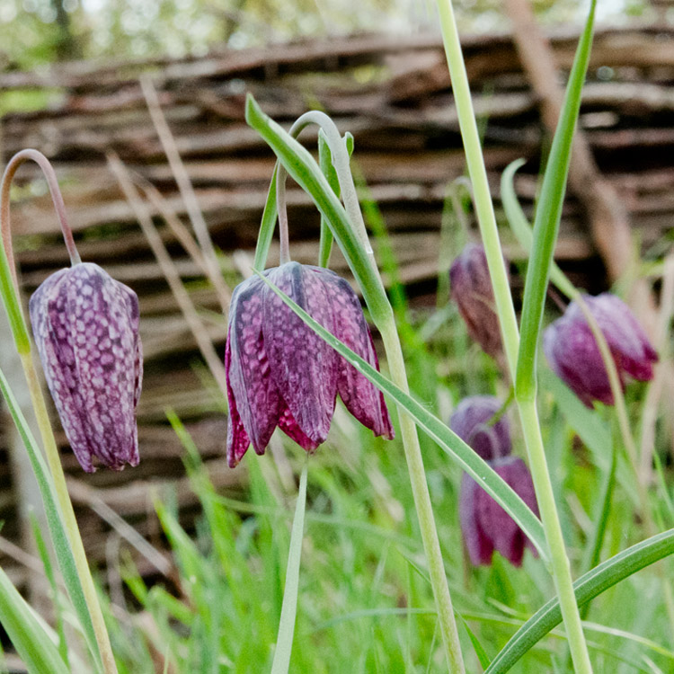 Elke Pilmaier Gartengestaltung
