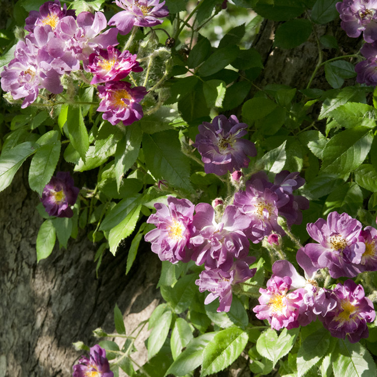 Elke Pilmaier Gartengestaltung